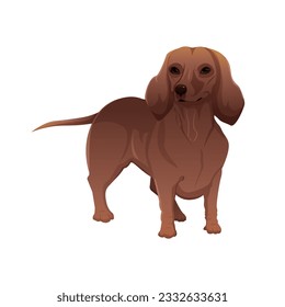 Vector illustration of Dachshund. Vector illustration isolated on white.