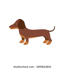 Vector illustration of dachshund for print and web design on a white background