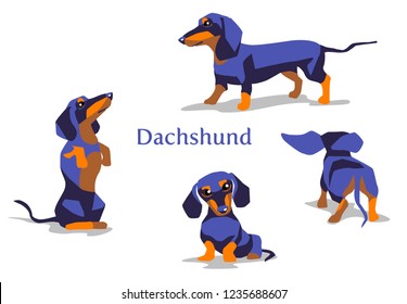 Vector illustration of dachshund puppies. Sausage dog in different poses isolated on white background.