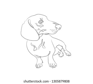 Vector illustration of a dachshund that sits, drawing lines vector, white background