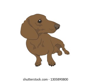 Vector illustration of a dachshund that sits, colored drawing, vector, white background.