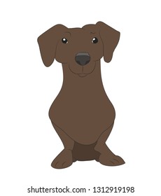 Vector illustration of a dachshund that sits. colored drawing. vector white background.