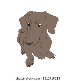 Vector illustration of a dachshund that sits, colored drawing, vector. white background.