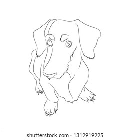 Vector illustration of a dachshund that sits. drawing lines vector. white background.