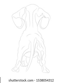 vector illustration of a dachshund that stands, view from the back, line drawing, vector, white background
