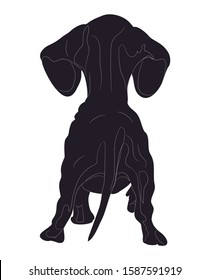 vector illustration of a dachshund that stands, view from the back, drawing silhouette, vector, white background