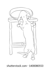 vector illustration of a dachshund that steals food from the table, drawing lines, a comic picture. vector white background