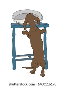 vector illustration of a dachshund that steals food from the table, color drawing, comic picture. vector white background
