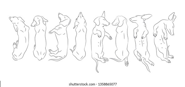 
Vector illustration of a dachshund who lies, drawing lines, vector, white background.