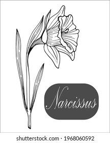 Vector illustration of a daffodil flower on a stem with leaves.