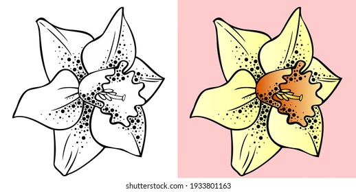 Vector illustration, daffodil flower with texture in black and white and color