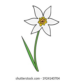 Vector illustration of a daffodil. Isolated element. Flower. Narcissus.