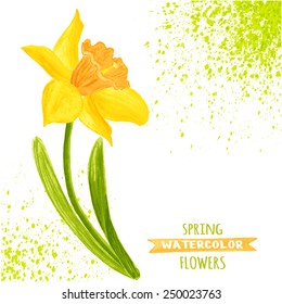 Vector illustration of daffodils. Watercolor floral illustration. Floral design elements. Global color used.