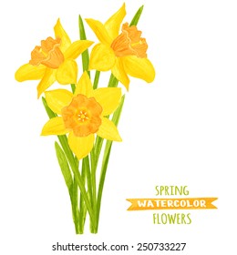 Vector illustration of daffodils. Watercolor floral illustration. Floral design elements. Global color used.