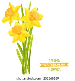 Vector illustration of daffodils. Watercolor floral illustration. Floral design elements. Global color used.