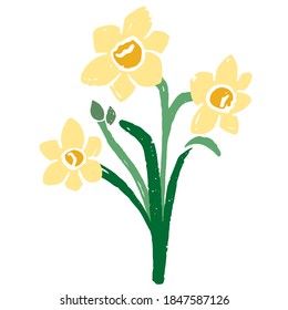 Vector illustration of daffodils. White background.
