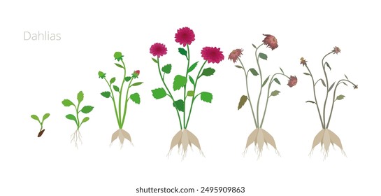 Ilustración vectorial de las etapas de crecimiento de la flor de Dalia. Cuidar las plantas. Incluir plantas marchitas y secas