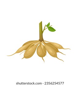 vector illustration, dahlia tubers, isolated white background.