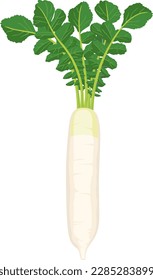 Vector Illustration of Daikon Radish Asian Vegetable Fresh Produce 