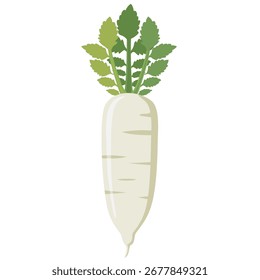 Vector illustration of daikon radish with green leaves, flat minimal style, isolated on white