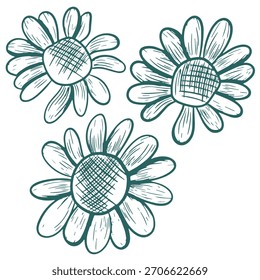 Vector illustration of daisies with open petals. Hand-drawn line art in transformative teal. The design is in the style of herbal engraving. Botanical sketch of open daisy flowers.