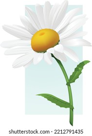 vector illustration of a daisy flower