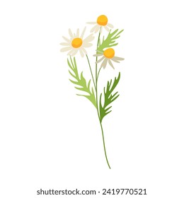 Vector illustration with daisy flowers	