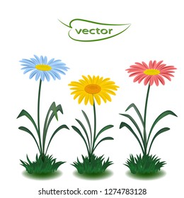 Vector illustration of Daisy flowers in grass blue, yellow and red, colored daisies spring decor