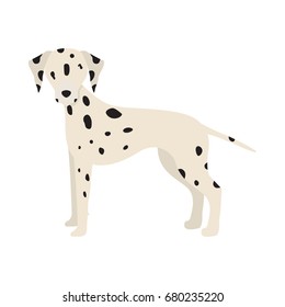 Vector illustration of dalmatian dog. Isolated on white background.