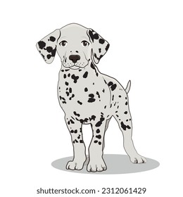 vector illustration of a dalmatian, purebred dog.