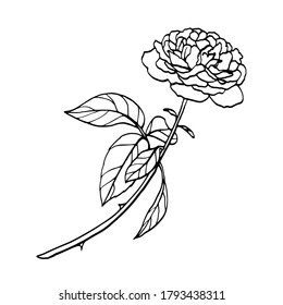 Vector illustration of a damask rose. Set of hand drawn rose elements isolated on white background. Wedding concept.