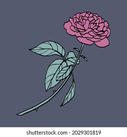 Vector illustration of a damask rose. Set of hand drawn rose elements isolated on dark grey background. Wedding concept.