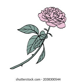 Ilustración vectorial de una rosa de damasco. Conjunto de elementos de rosa dibujados a mano aislados sobre fondo blanco. Concepto de bodas.