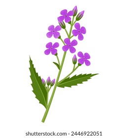 Vector illustration, Dame's Rocket Flower, also called Dames Violet, Sweet Rocket, scientific name Hesperis matronalis, isolated on white background.