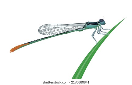 Ilustración vectorial, Damselfly o Zygoptera, encaramada sobre la hierba, aislada sobre un fondo blanco.