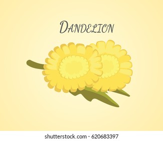 Vector illustration dandelion