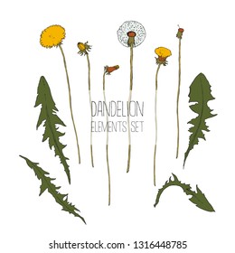 Vector illustration - Dandelion botanical isolated illustration. Plant, flowers, leaves, hand drawn set