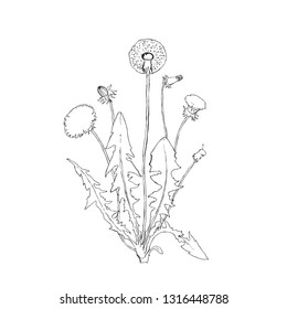 Vector illustration - Dandelion botanical isolated illustration. Plant, flowers, leaves, hand drawn set