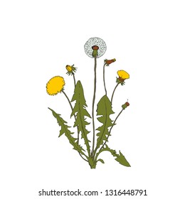 Vector illustration - Dandelion botanical isolated illustration. Plant, flowers, leaves, hand drawn set