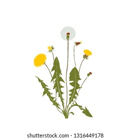 Vector illustration - Dandelion botanical isolated illustration. Plant, flowers, leaves, hand drawn set