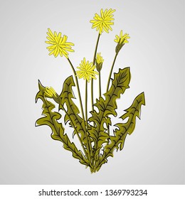 Vector illustration - Dandelion botanical isolated illustration. Plant, flowers, leaves, hand drawn