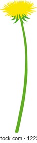 Vector illustration dandelion flower