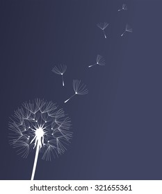 vector illustration of a dandelion flower