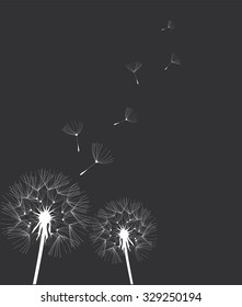 vector illustration of a dandelion flower