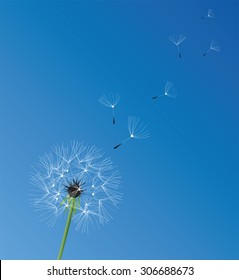 vector illustration of a dandelion flower background