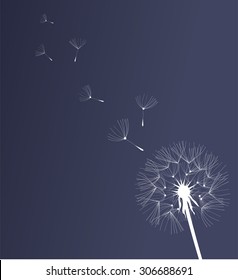 vector illustration of a dandelion flower background