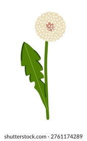Vector illustration of dandelion flower in flat style.