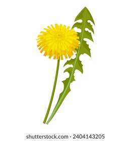 Vector illustration, dandelion flower with green leaves, isolated on white background.