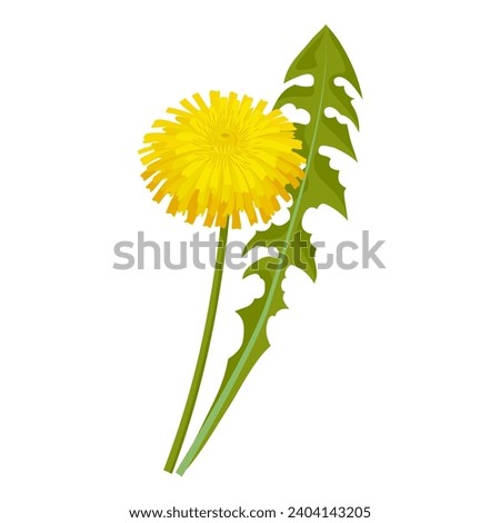 Vector illustration, dandelion flower with green leaves, isolated on white background.