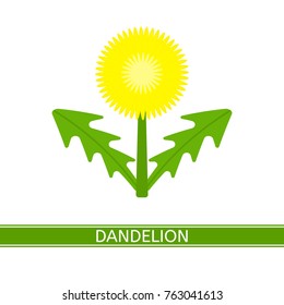 Vector illustration of dandelion isolated on white background. Taraxacum Officinale flower in flat style.